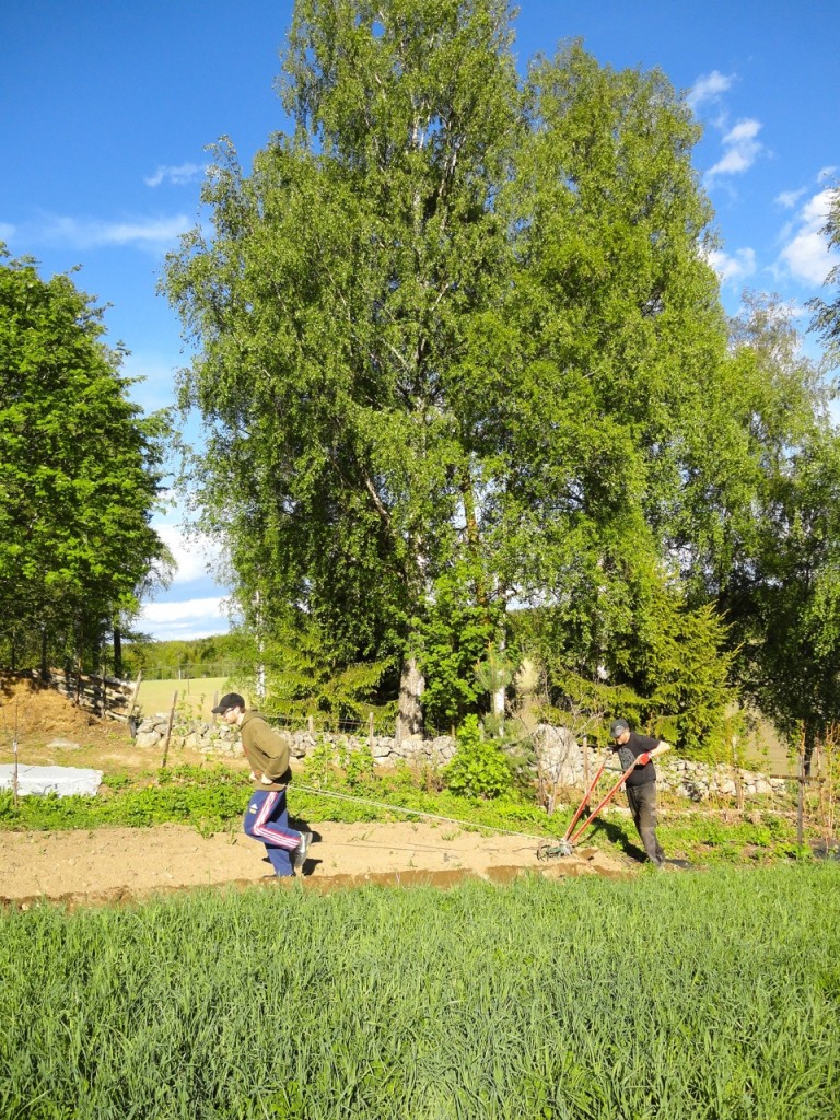 Setter jordskokk