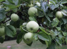 Epler i hagen