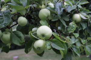 Epler i hagen